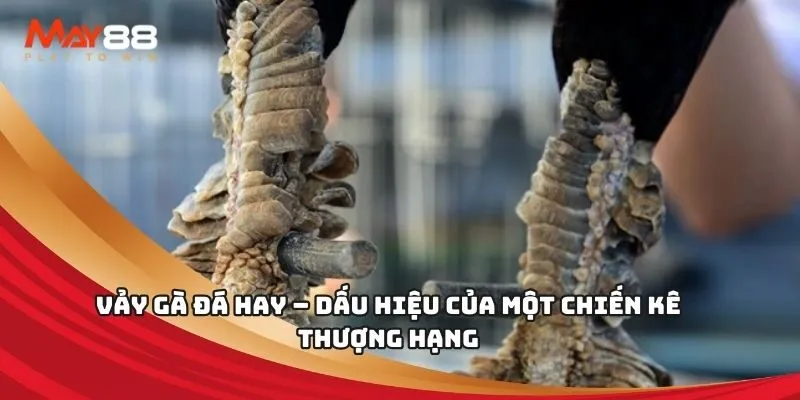 Chương trình truyền hình thực tế hạng V6bet với người chia bài trực tiếp chất lượng cao - V6bet